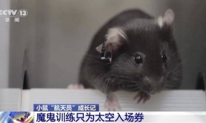 4 只小鼠“航天员”要上中国空间站，“魔鬼训练”画面曝光