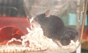 “太空小鼠”出征记